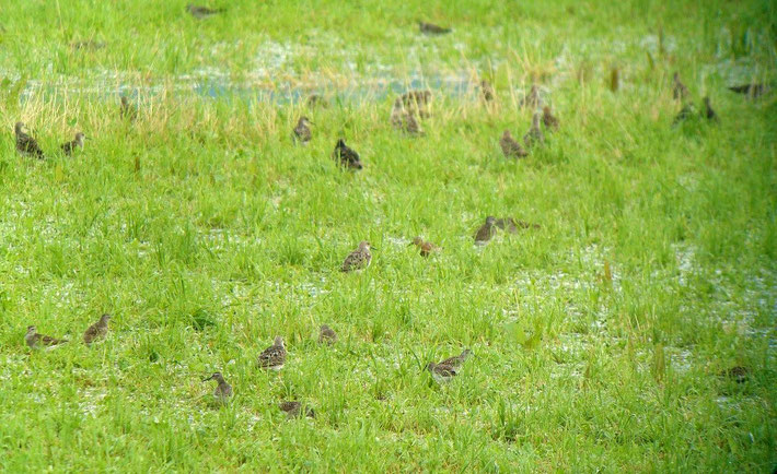 Watvögel (auf Bild vorwiegend Bruchwasserläufer, Kampfläufer sowie Sichelstrandläufer), Lachen, 07.2014