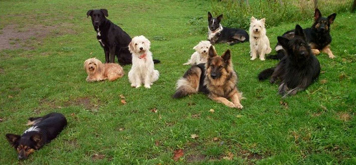 Dina Tuks Hundebande Kommunikation Im Hunderudel Resozialisierung Dina Tuks Hundebande Lernen Vom Hunderudel
