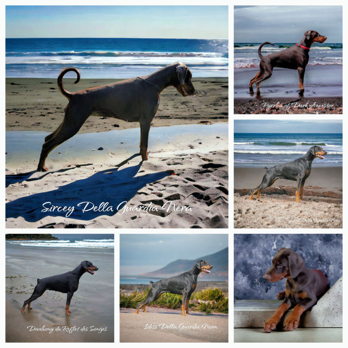 photo montage Sircey - Pyrrha - Idess - Daahony - Dobermann de l'élevage Della Guardia Nera