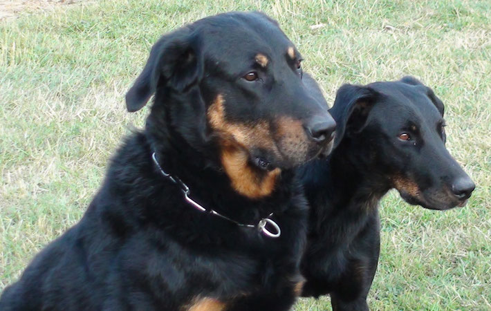 Dark, fils de Sénèque de la Dame de coeur, beauceron de travail (ring) et de famille.