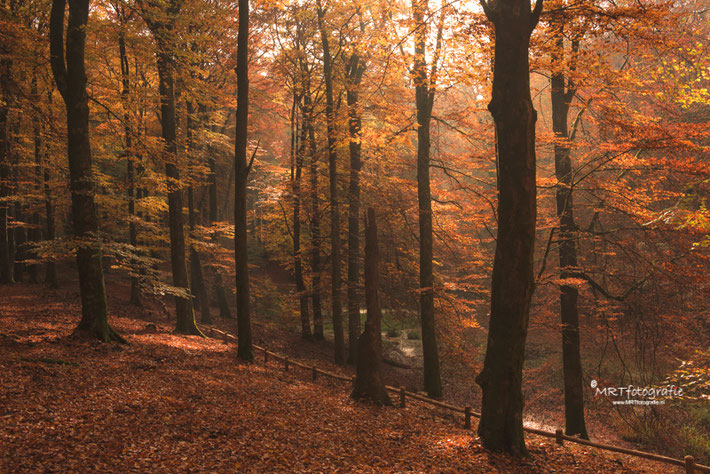 In dit herfstbos is rust in de foto gecreëerd  door het lage hekje vanuit de hoek te laten komen, waardoor je het gedeelte min of meer isoleert.          Sluitertijd 1/60 sec., diafragma f/11, ISO 400