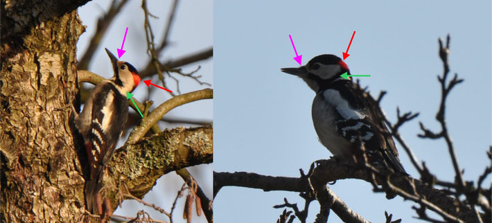 Blutspecht (links) - Buntspecht (rechts)