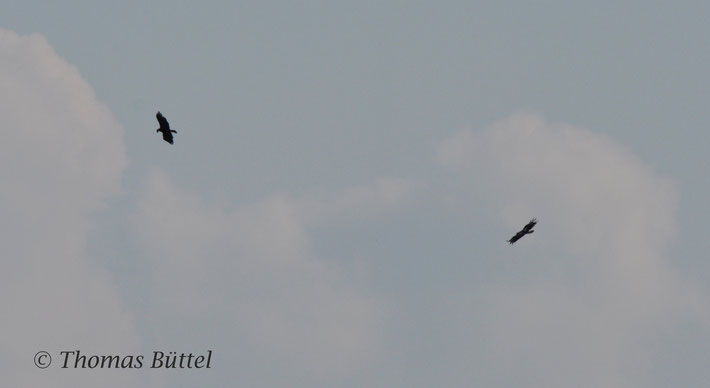 Eastern Imperial Eagles (Lake Neusiedl, Austria) - no Great Spotted Eagles but a similarly rare eagle