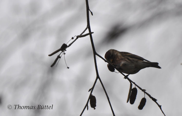 Lesser Redpoll - I´ve never got closer to them as today