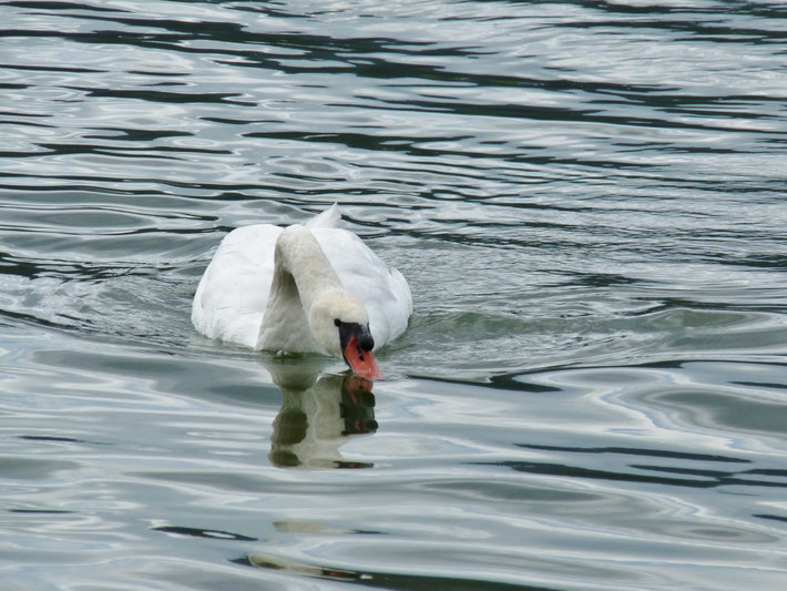 Swan / Photo de Crystal Jones