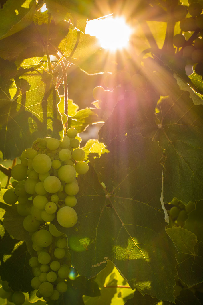 Andrea - Foto 4 - Sonnenuntergang am Weinberg