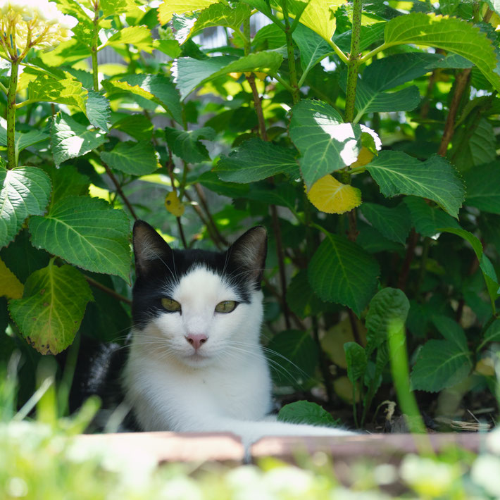 Bea - Foto 5 - Mein kühler Platz im Schatten