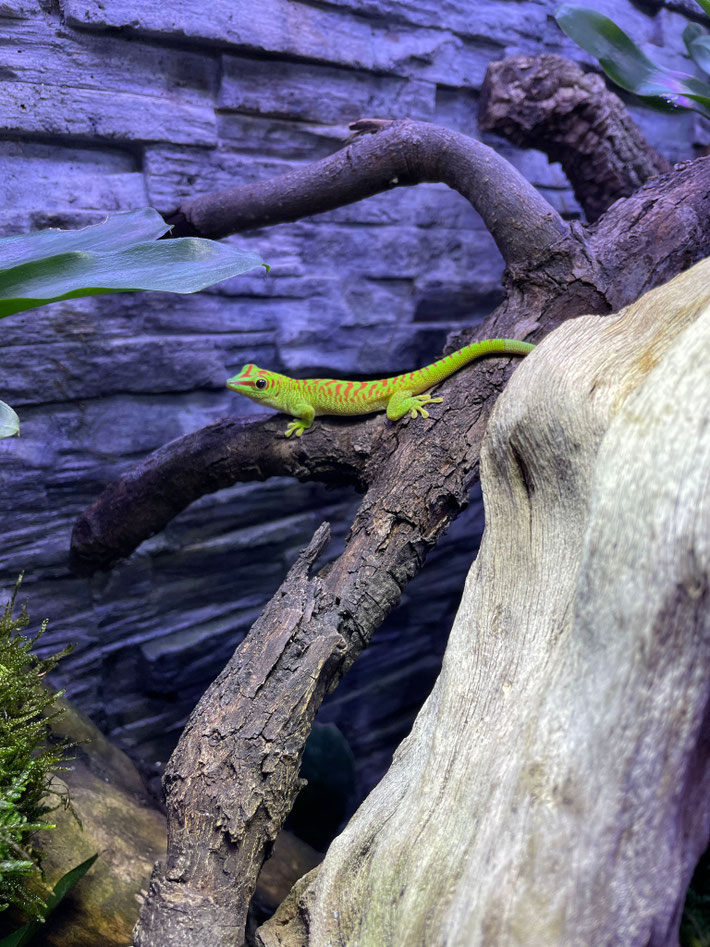 Madagaskar Taggecko Haltung Waldviertler Reptilien Zucht Lizard lounge