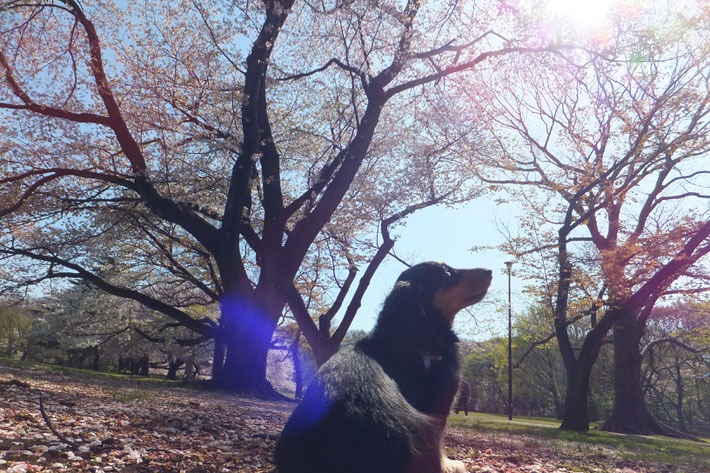 用賀といえば、砧公園。くおんとお花見です。
