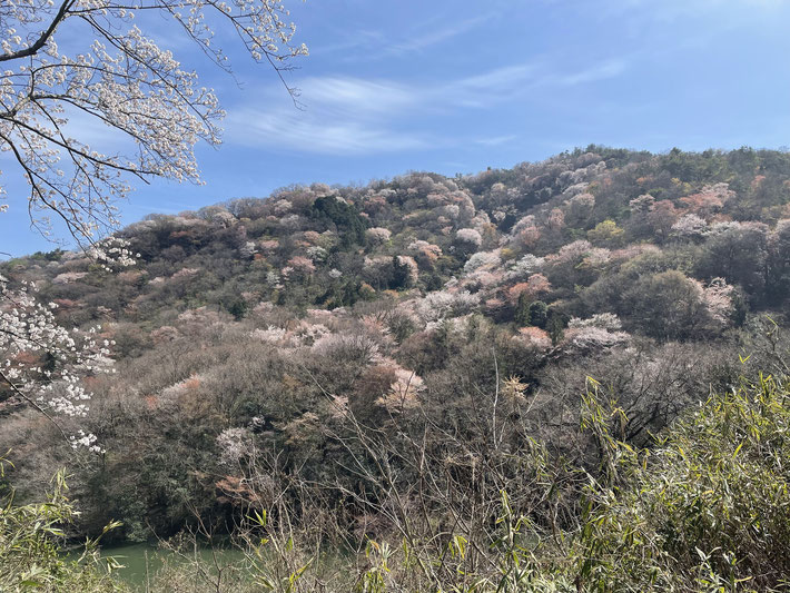 春の正木山は、ピンク、赤、グーリーン、青・・・自然が織りなすパッチワーク