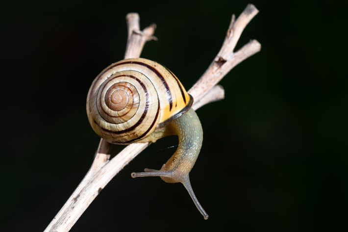 Foto: Stéphane Vitzthum (Im Bild zu sehen Cepaea nemoralis) - Die Hain-Schnirkelschnecke ist Tier des Jahres 2025