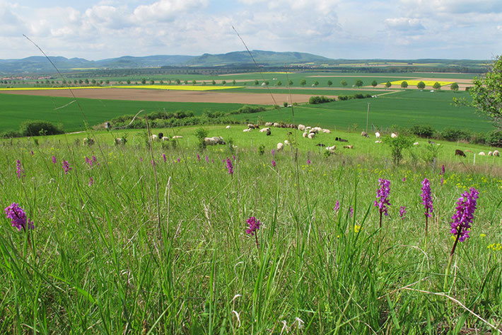 Orchideen: Männliche Knabenkraut (Orchis mascula) und Landschaftspfleger, Schafe - Foto: Volker Schadch