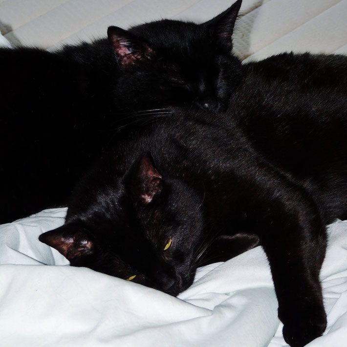 chat noir / black cat / photos de crystal jones / Arthur / Merlin