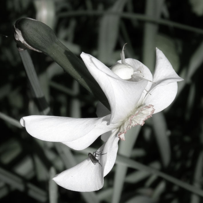 araignée sur rose / spider on flower / jardin secret decrystal jones / photos