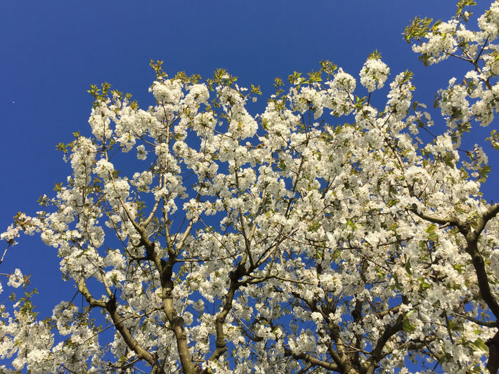 Kirschbaum in der Blütezeit