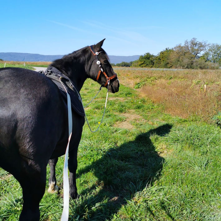 CHEVAL A LA MAISON PRIX BUDGET