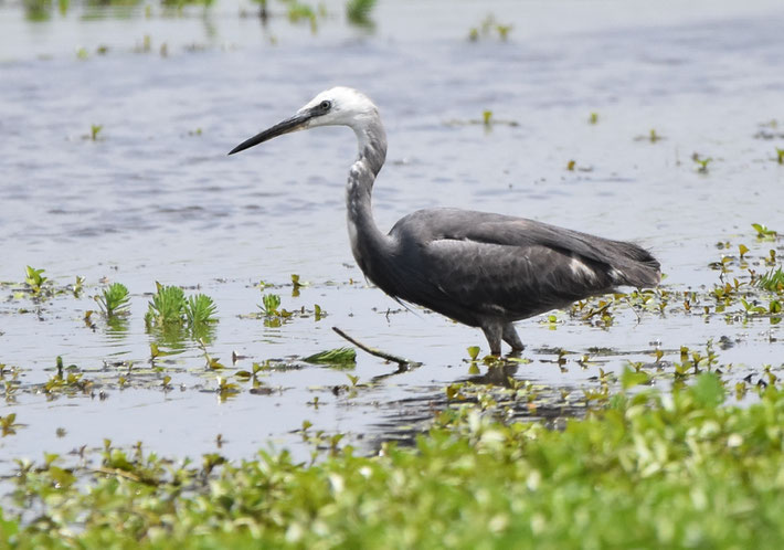 Reef Egret x Little Egret