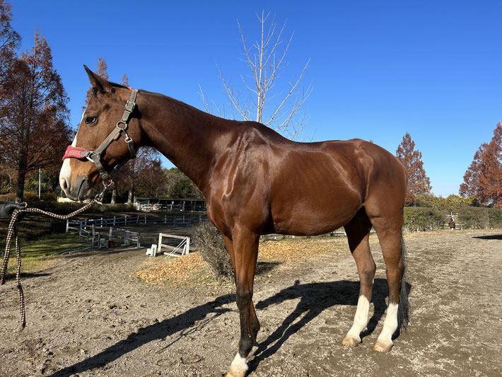 アウロラ 初めての乗馬体験 兵庫の乗馬クラブ