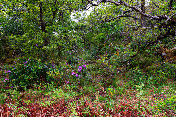 Jardins du château de Glenveagh, Donegal