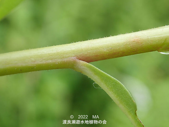 渡良瀬遊水地内のイヌヌマトラノオ茎の毛