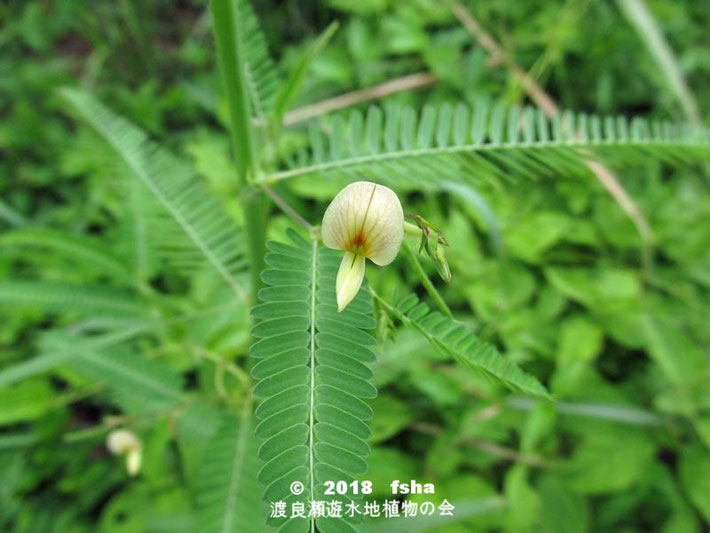 渡良瀬遊水地に生育するクサネム（花）の画像