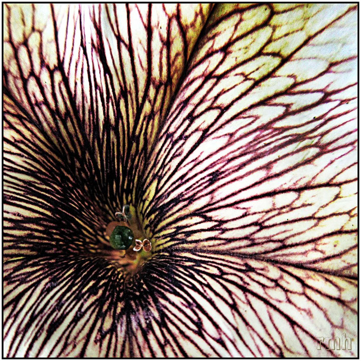 petunia "cappucino"