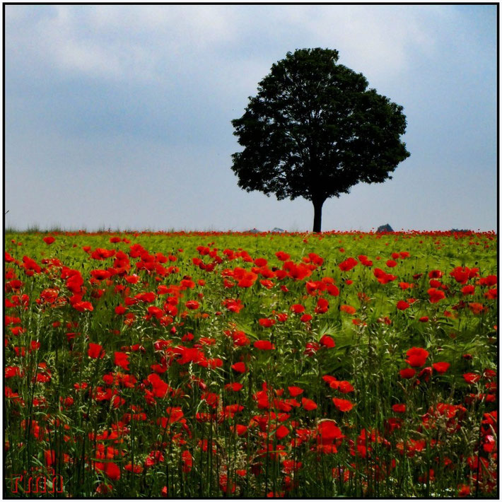 poppies in the barley