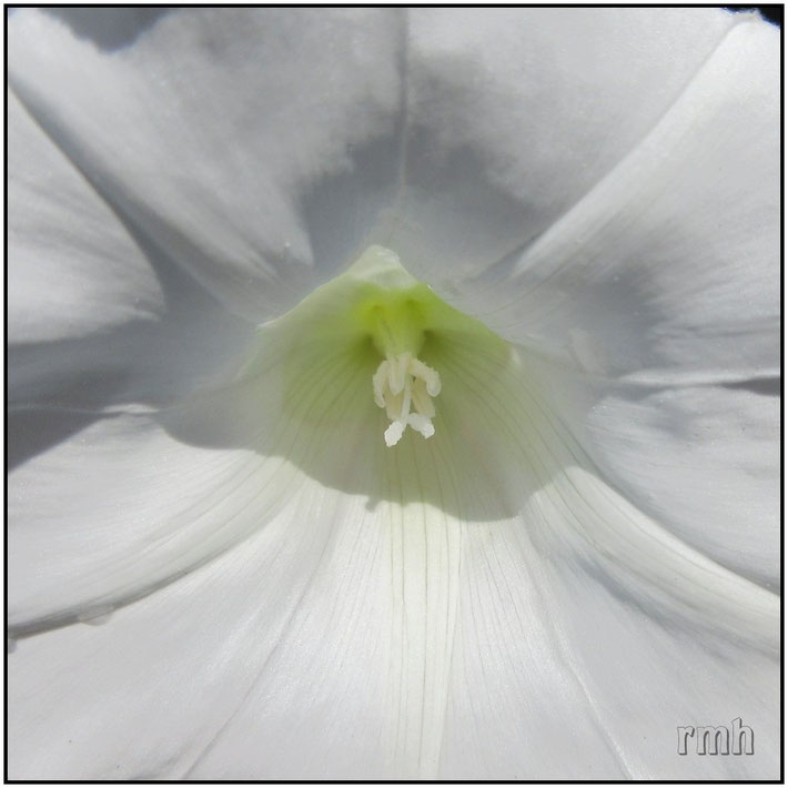 field bindweed (Convolvulus arvensis)
