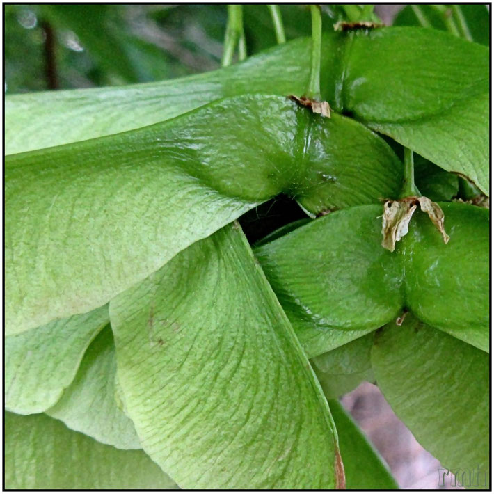 maple seed