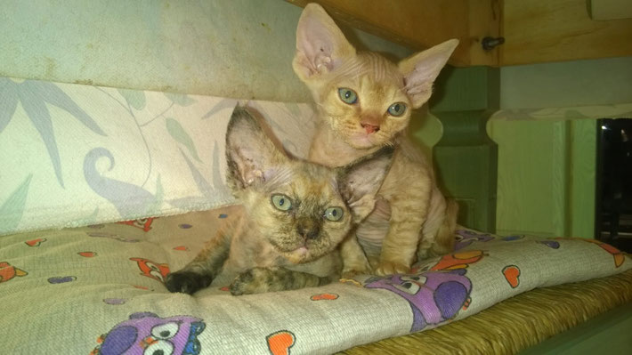 Avatar e Attila degli Elfi di Nuadha - cuccioli 2015