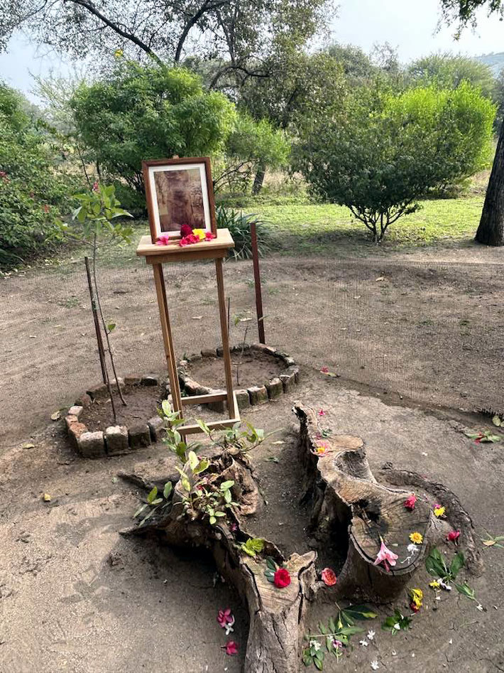 2023 : Site of the tree outside Mehera s window where Baba's face appeared. Image taken by Alan & Karen Talbot.