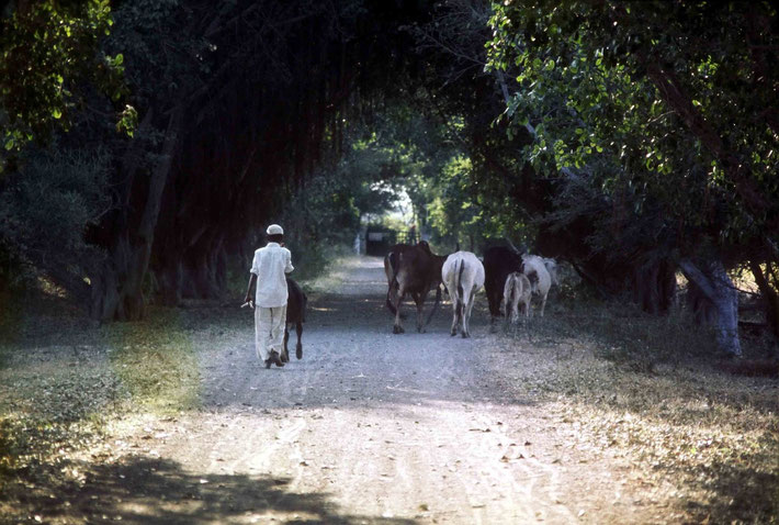 1975 ; Road to Meherazad gates - photo taken by Anthony Zois