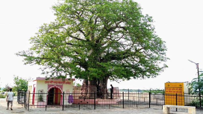 The Neem tree present-day.