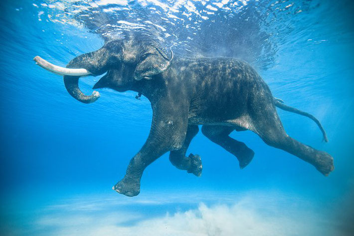 Elephant in the Andaman Islands swimming