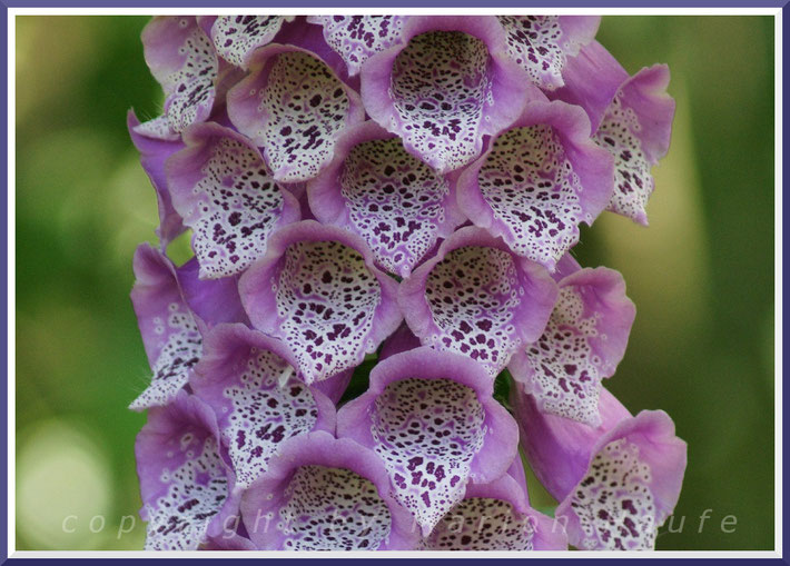 Roter Fingerhut (Digitalis purpurea), 20.06.2015, Darßwald