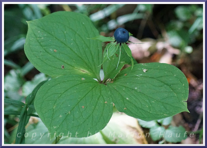 Vierblättrige Einbeere (Paris quadrifolia), 07.08.2016, Brieselang/Land Brandenburg