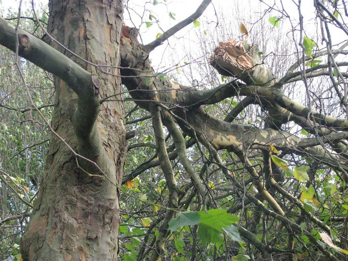 Der abgeknickte Baum