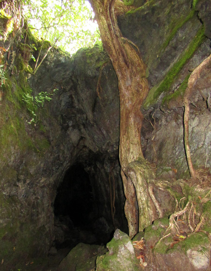 Lavahöhle auf Rangitoto Island