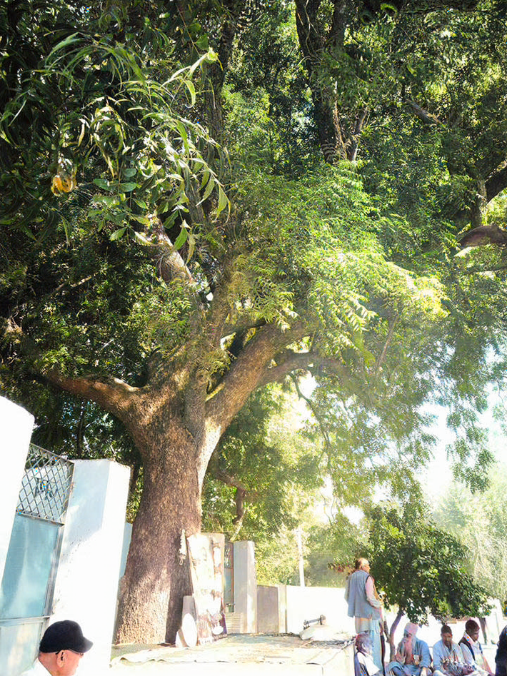 Neem tree where Meher Baba gave darshan to 1000s-Nauranga-Hamirpur-UP. Image coloured by Anthony Zois.