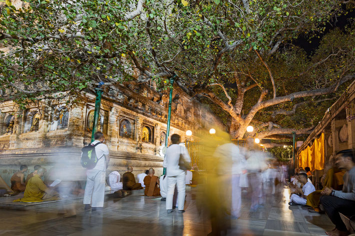 Bodhi Tree in Sarnath