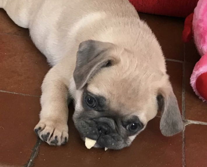 Farben beim Mops HobbyZucht "vom Meran des bayerischen Waldes"