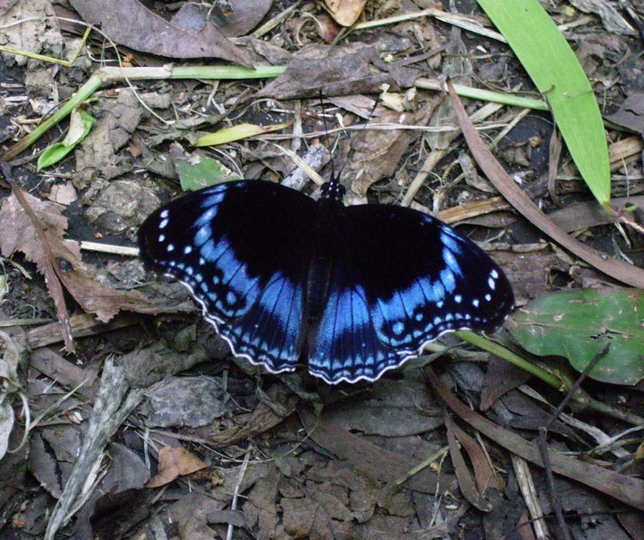A striking blue and black butterfly resting on the forest floor, surrounded by leaves and twigs. Its vibrant wings contrast beautifully with the earthy background.