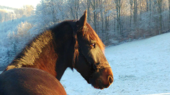 reittherapie neuwied  Webseite!