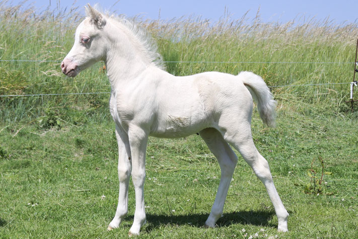 Oostdijk's Ceridwen Myrtle, 24-05-2022, filly, perlino