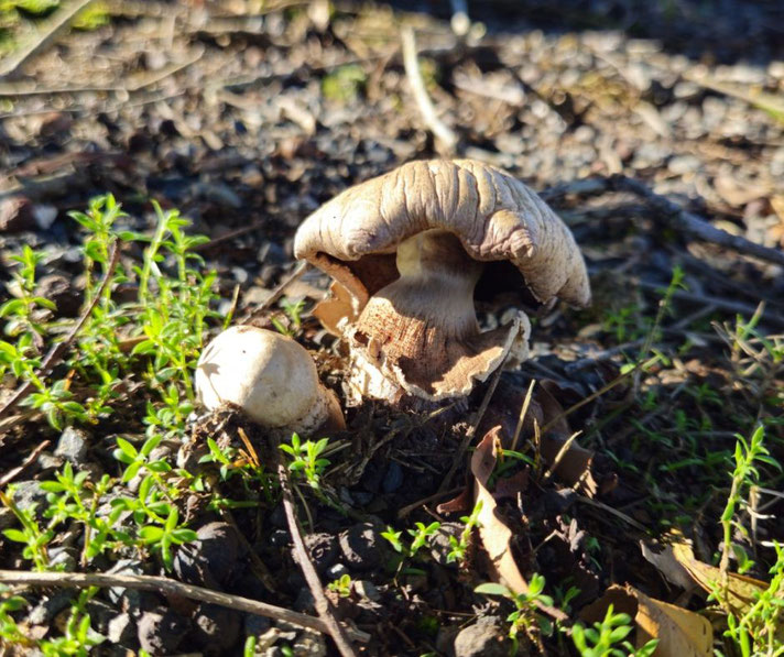 Two mushrooms growing among small green plants on rocky soil, one large and cracked, the other small and round.