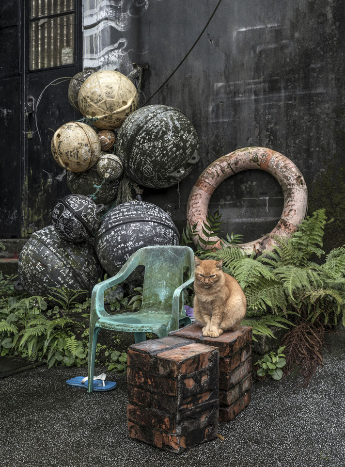 Katze  im Regen in Jioufen (Taiwan) als Farb-Photographie