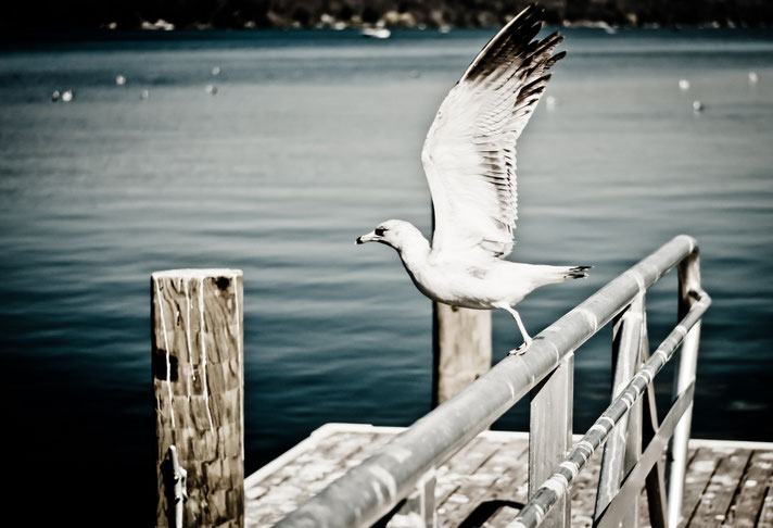 © Crédit photo: http://www.gratisography.com/