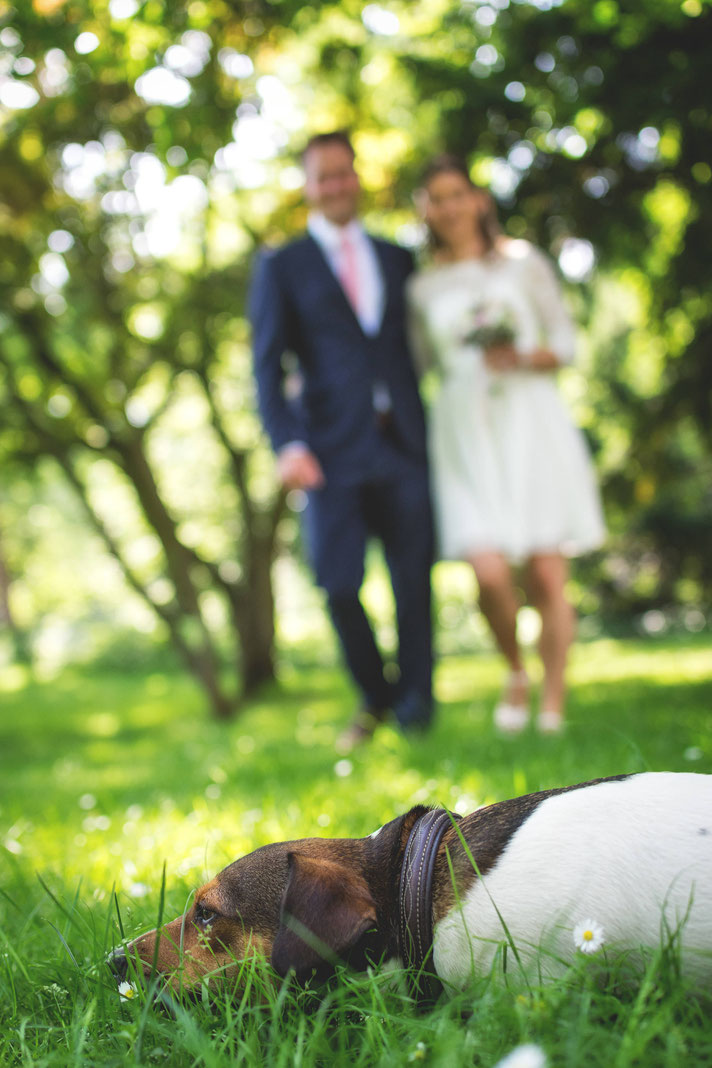 HochzeitHochzeitsfotografie, Der Beste Fotograf, Hochzeit, Braut, Bräutigam, Portraitaufnahme, Portrait, Gross-Gerau, Hessen, Russelsheim, Ruesselsheim, Darmstadt, Mainz, Wiesbaden, Frankfurt, Nauheim, Bischofsheim, Bauschheim, Fotoshooting, Hund