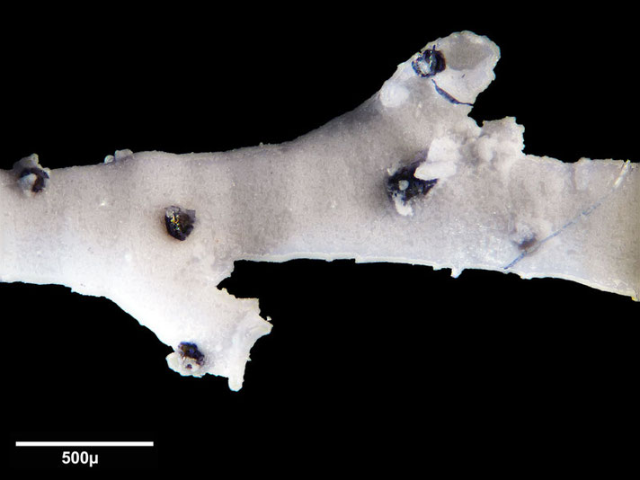 Senckenberg, Bryozoa, Bryozoen, Moostierchen, Sammlung Voigt