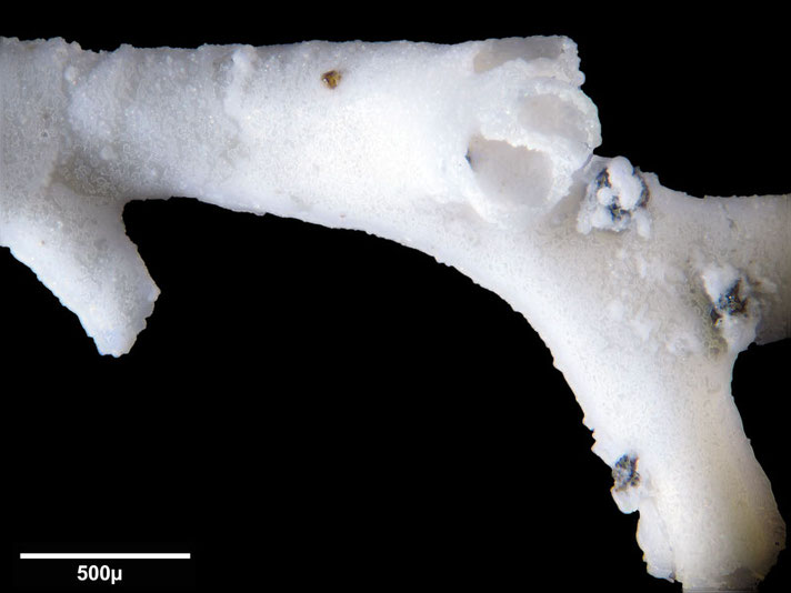 Senckenberg, Bryozoa, Bryozoen, Moostierchen, Sammlung Voigt